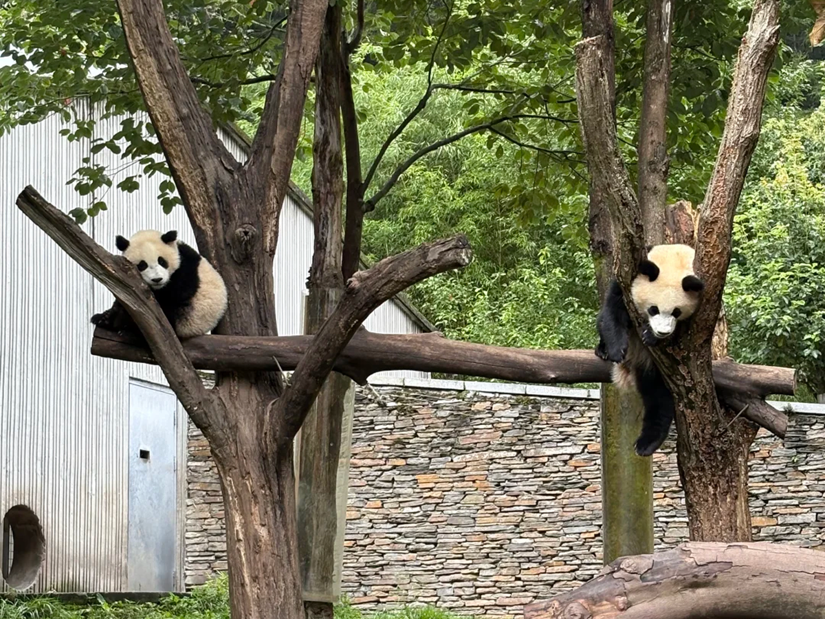 Things to Do in Chengdu: What Is Worth Your Time?