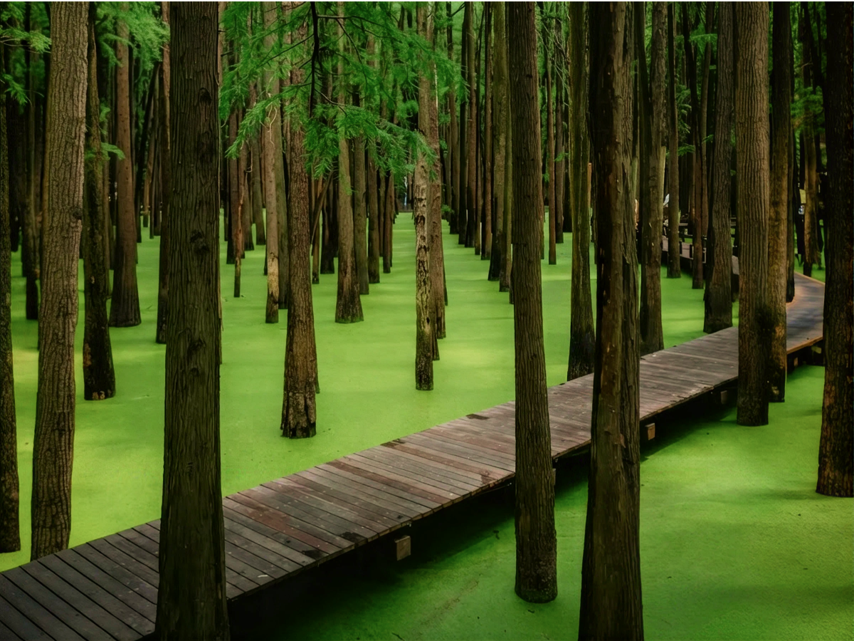 Matcha Lake wetland with wooden boardwalk