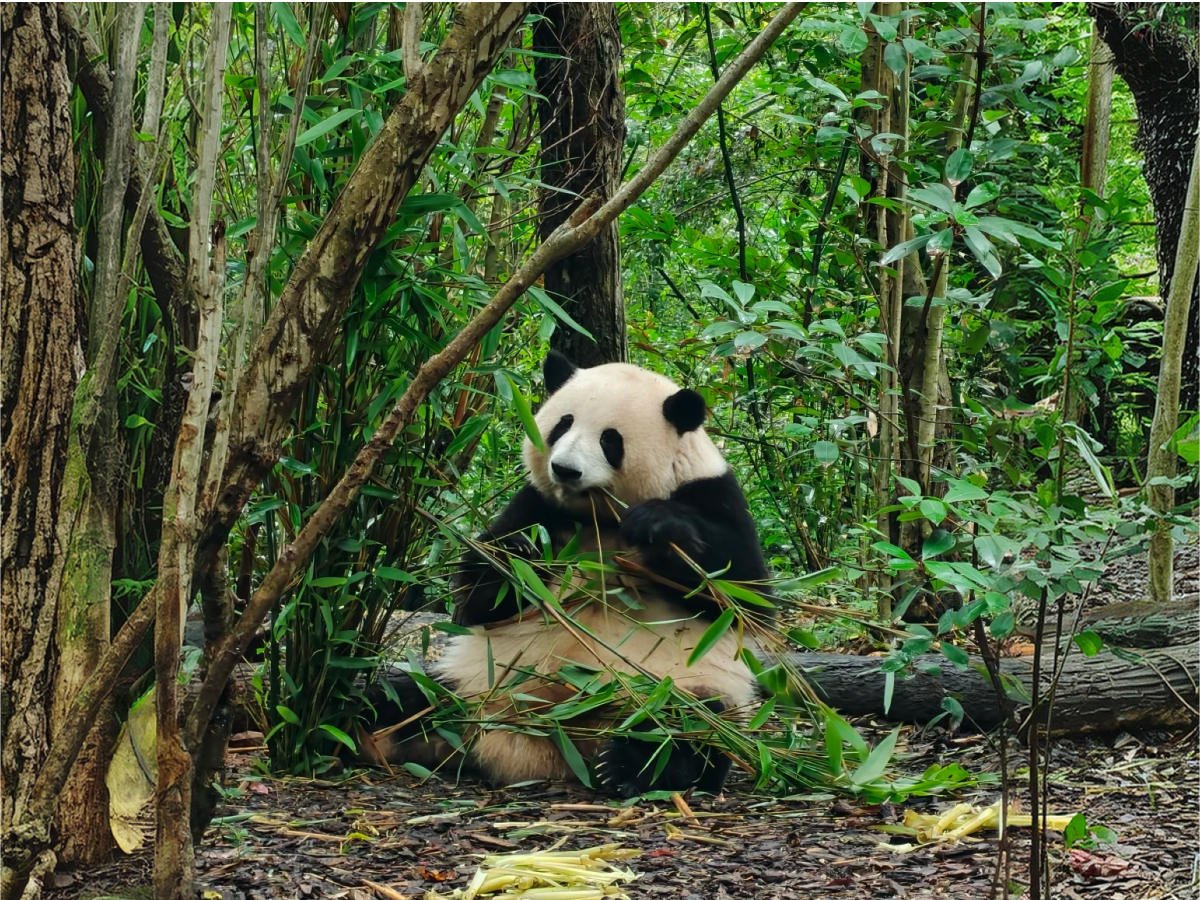 Family with young children visiting Chengdu Giant Panda Breeding Research Base, parents and kids watching pandas at the outdoor enclosure