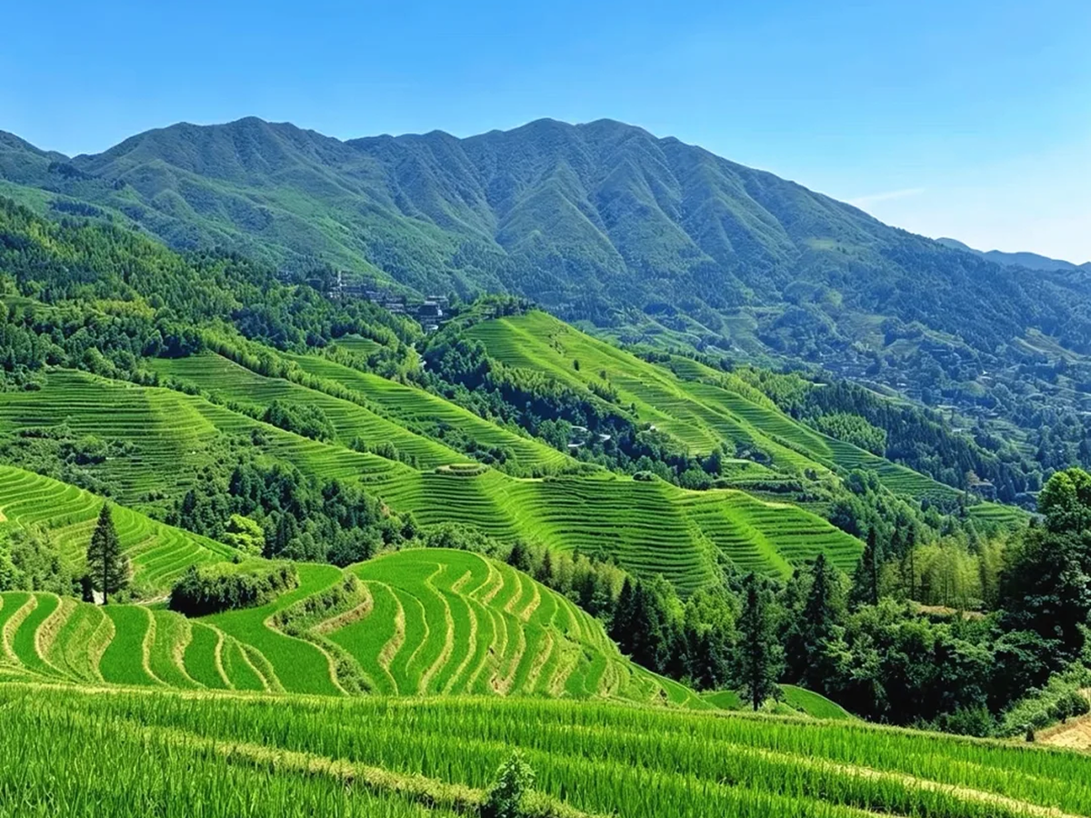 Longji Rice Terraces