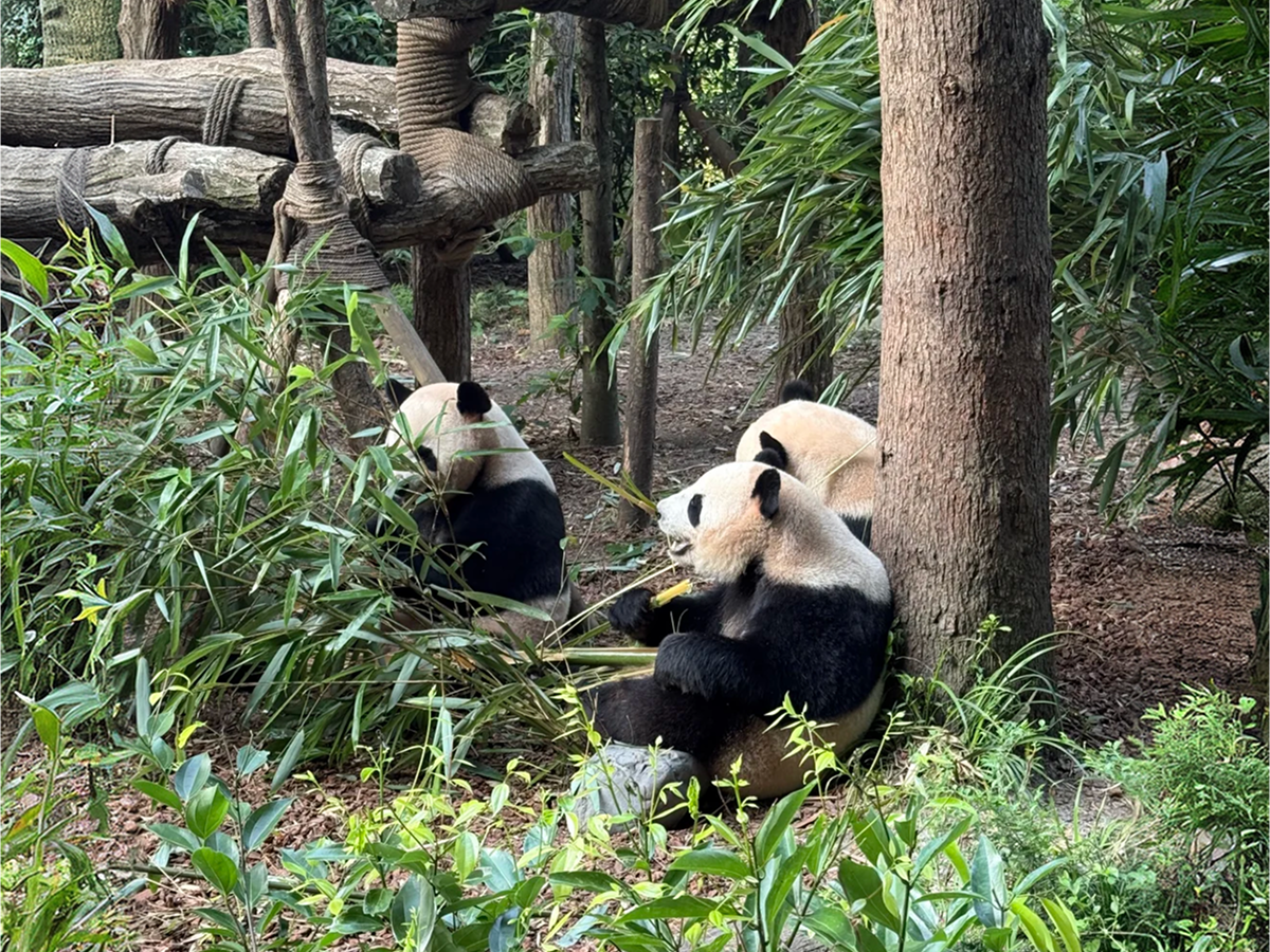Dujiangyan Irrigation Project Panda Valley - pandas eat bamboo