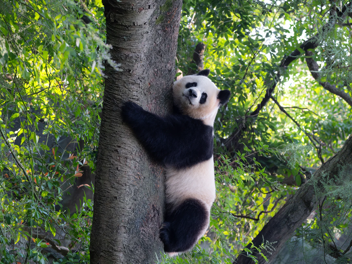 Giant panda at Chengdu Research Base of Giant Panda Breeding