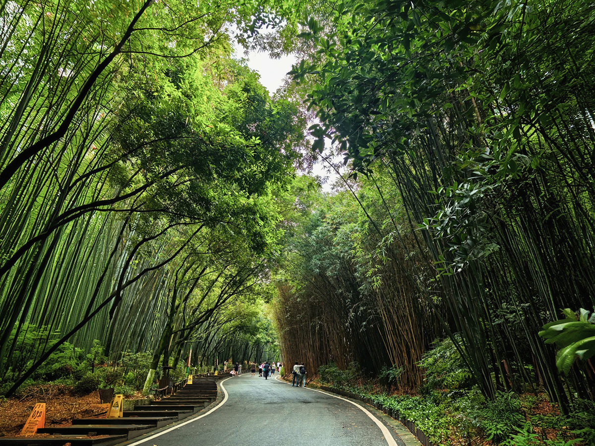 Bamboo forest and boardwalk inside Chengdu Panda Base