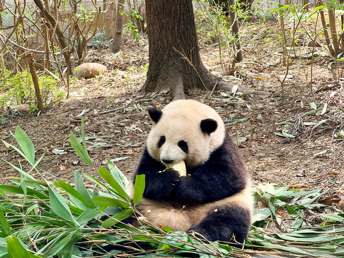 Giant panda eating bamboo at Chengdu Panda Base