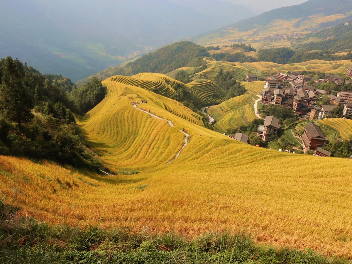Guilin Longji Terraced Fields in Autumn