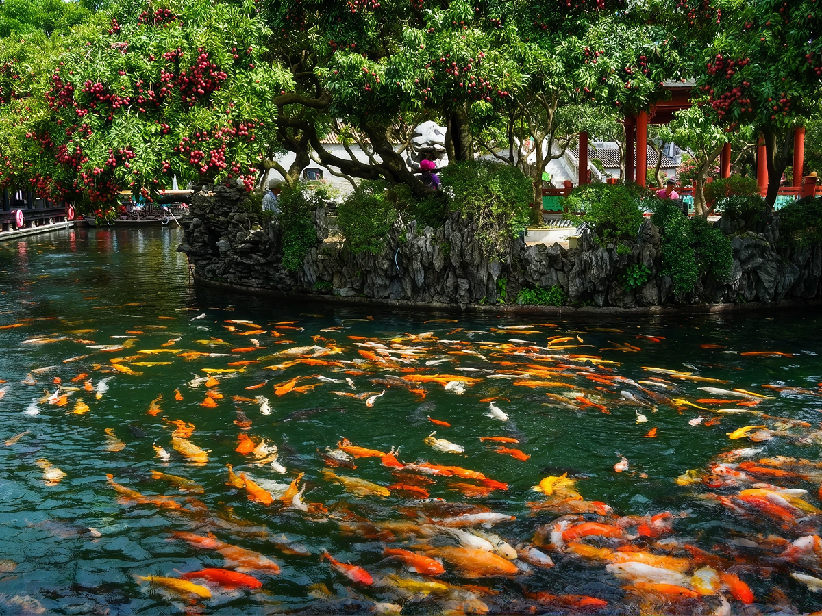 Koi pond with clear water and lush trees at Baomo Garden