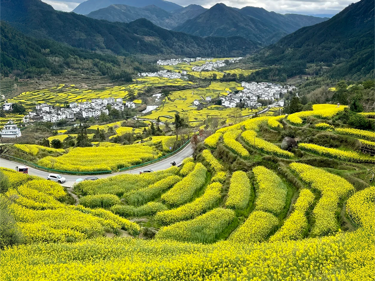 Rapeseed flowers in March in Wuyuan