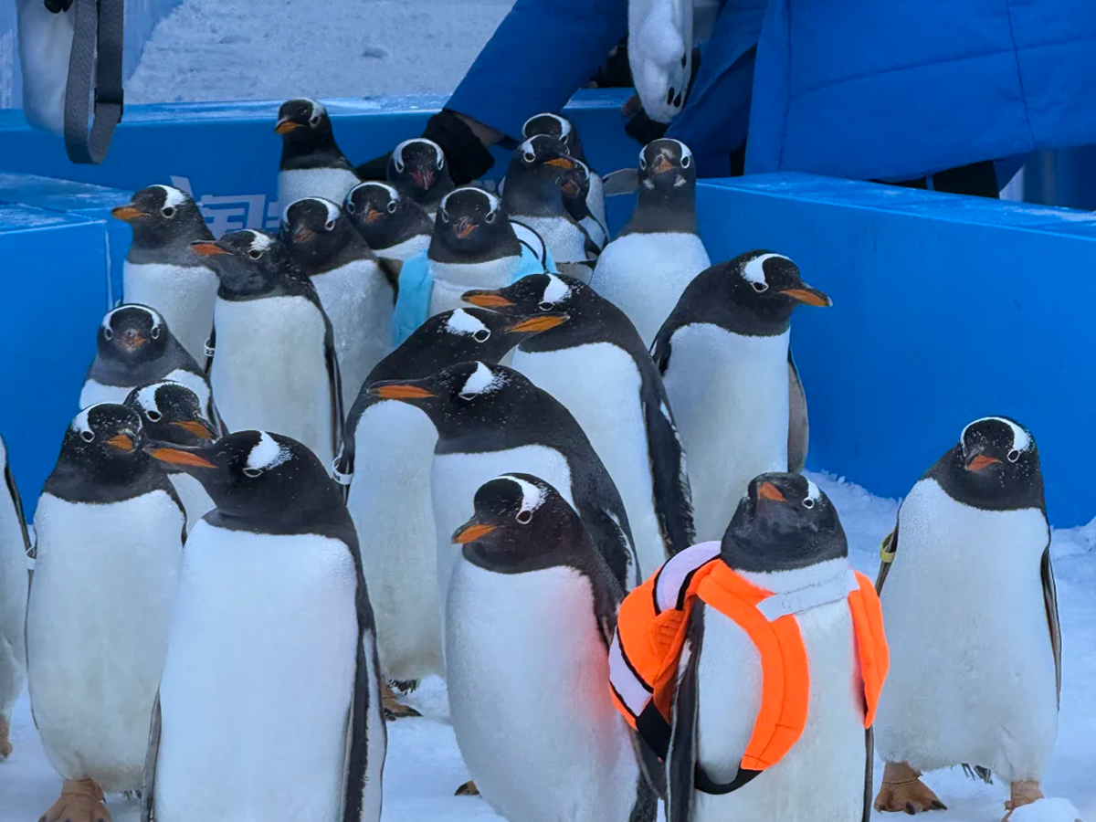 Penguins in Harbin Polar Park