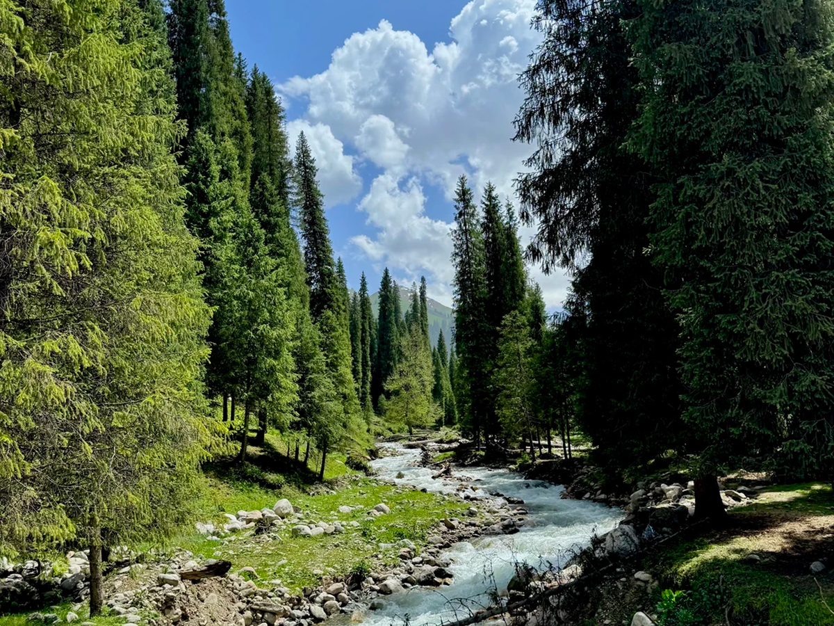 Kurdening spruce