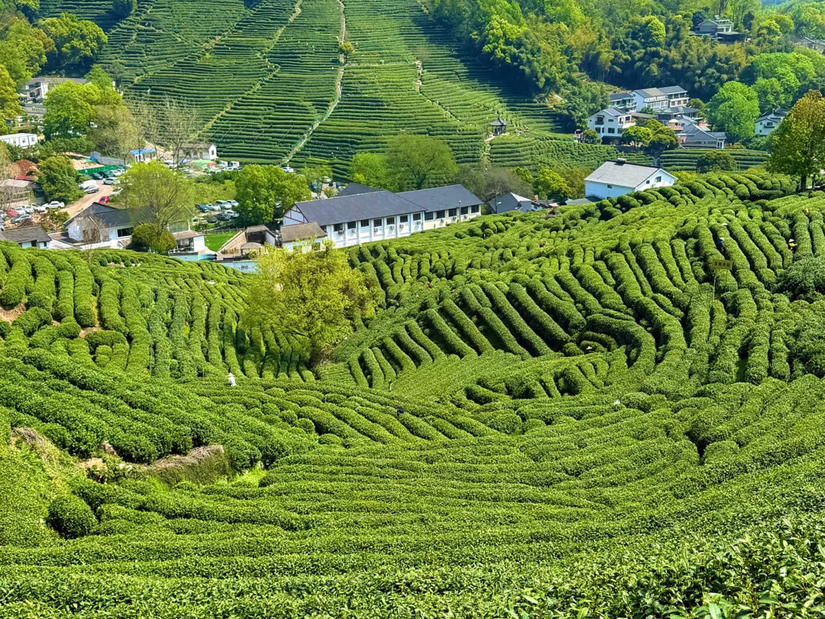 Longjing Tea Garden in Longjing Village