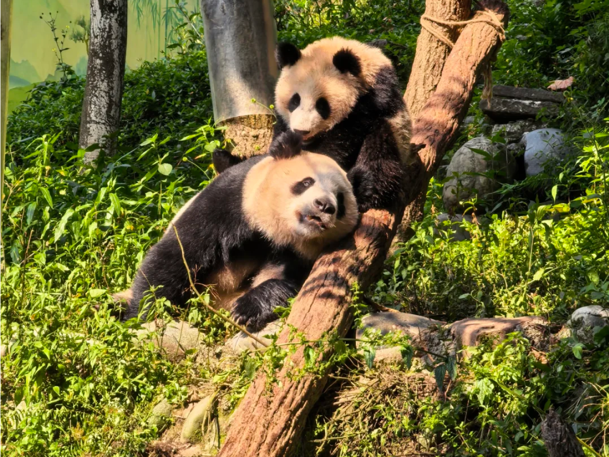 The giant pandas in Bifengxia