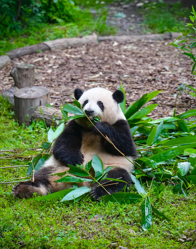 Panda in Chengdu