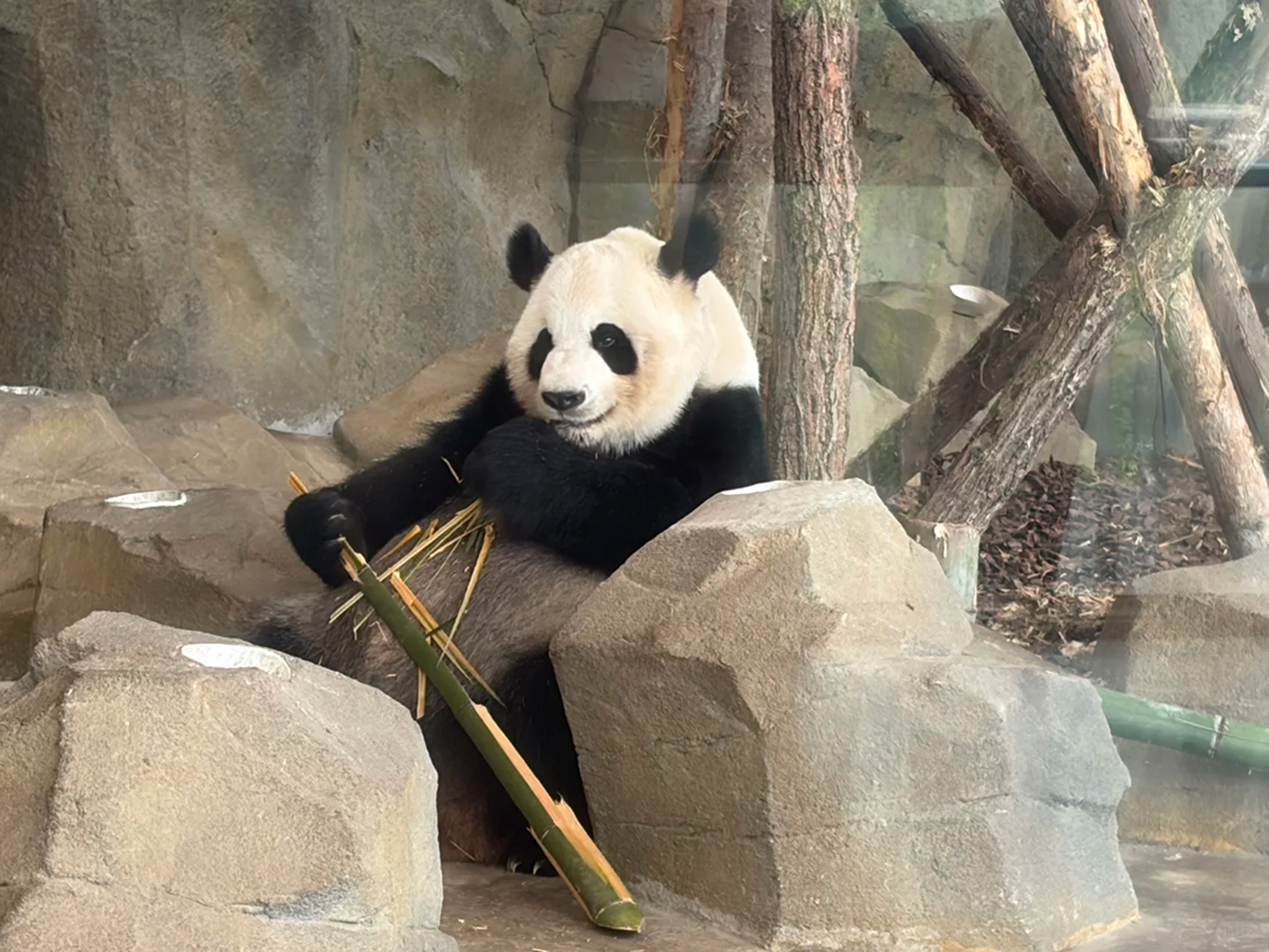 Giant panda sitting among rocks eating bamboo