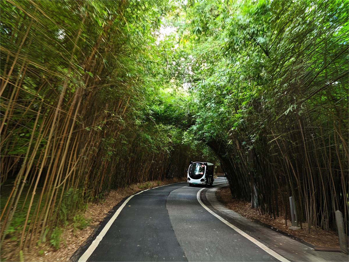 Shuttle bus driving through a green bamboo tunnel road