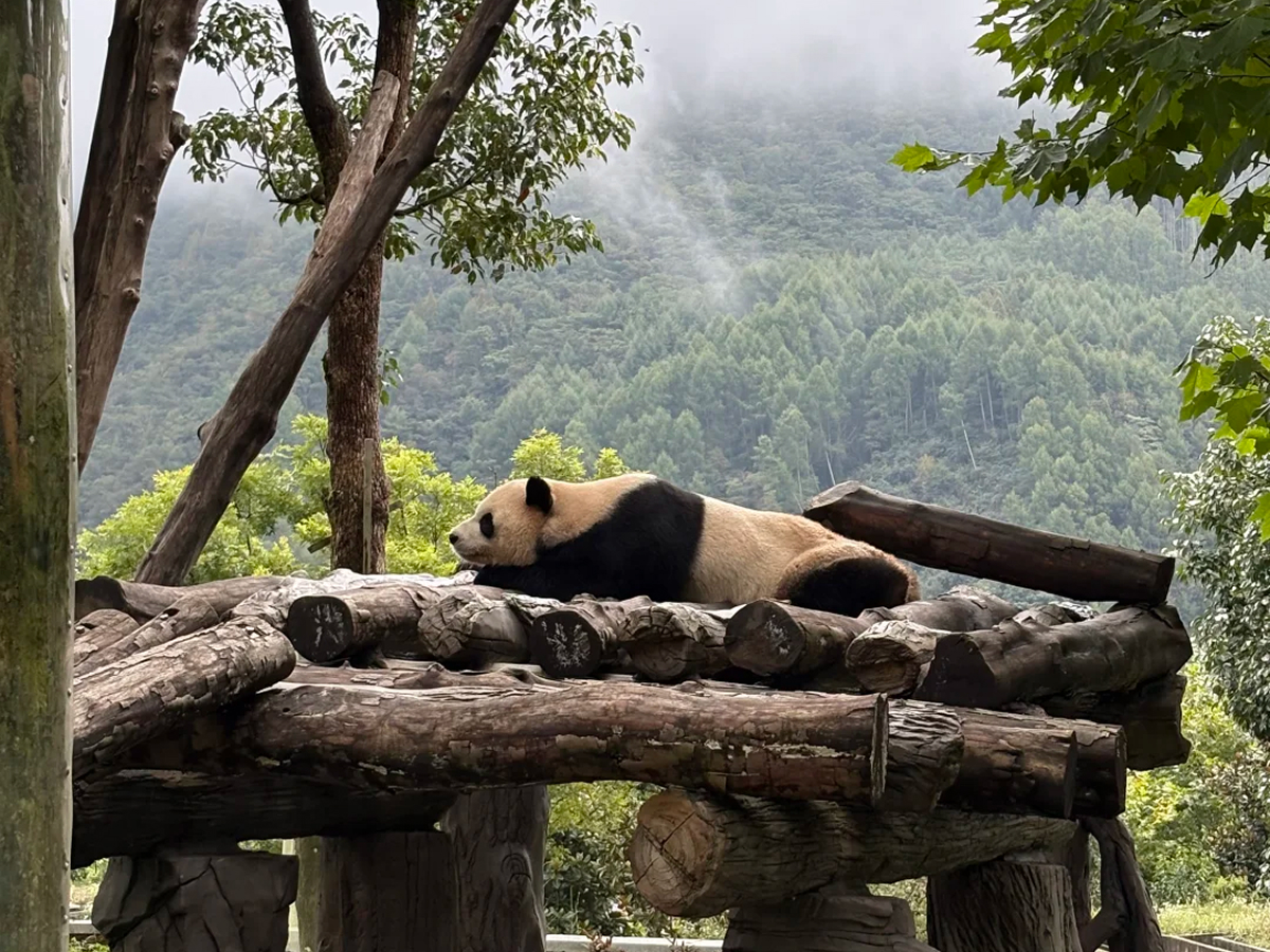 Giant panda resting against bamboo branches