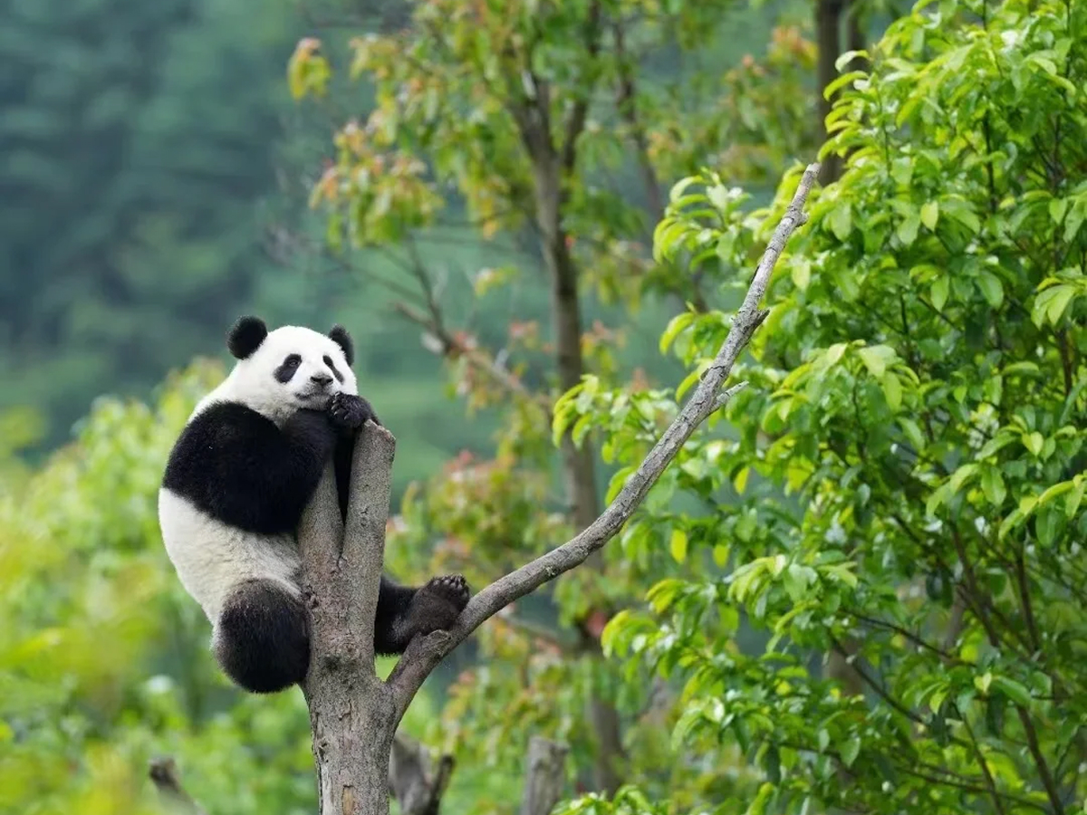 Chengdu Giant Panda Base: Fit Pandas and Dujiangyan Into One Day